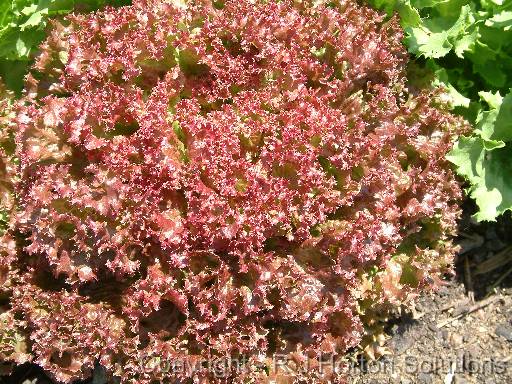 Lettuce - Red Coral 